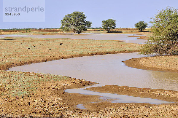 Kleiner See in der Steppe nach einem Regenfall  bei Bogué  Region Brakna  Mauretanien  Afrika