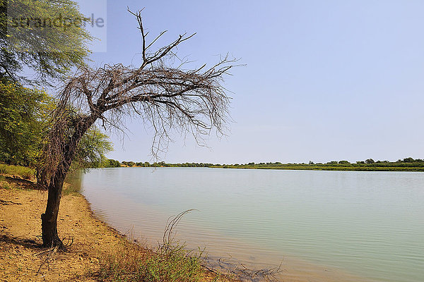 Toter Baum am Ufer des Flusses Senegal  Lekseiba II  Region Brakna  Mauretanien  Afrika