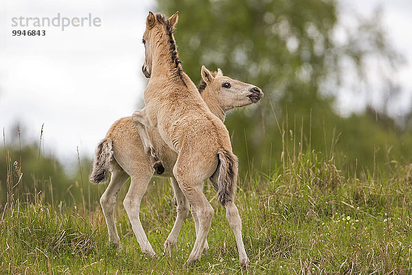 Konik  Wildpferd  zwei Fohlen beim Spielen  Heidelandschaft Oranienbaum  Sachsen- Anhalt  Deutschland  Europa