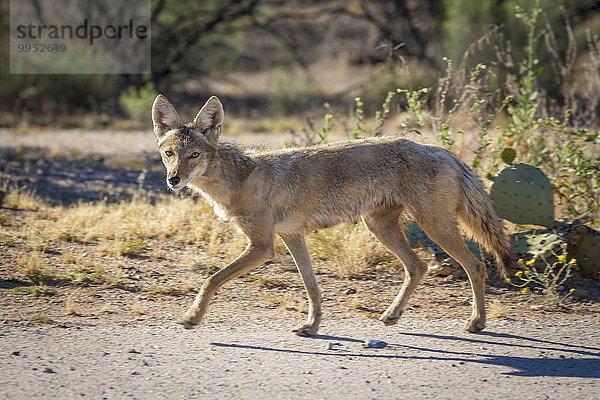 Kojote (Canis latrans) auf Sandpiste  Arizona  USA  Nordamerika