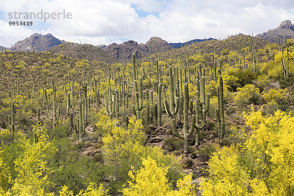 Bergige Kakteenlandschaft mit Saguaro-Kakteen (Carnegiea gigantea)  Sonora-Wüste  Tucson  Arizona  USA  Nordamerika