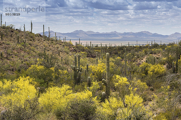 Bergige Kakteenlandschaft mit Saguaro-Kakteen (Carnegiea gigantea)  hinten Wüstenebene und Gebirge  Sonora-Wüste  Tucson  Arizona  USA  Nordamerika