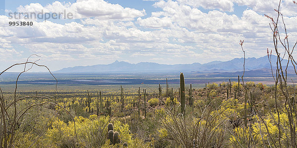Kakteenlandschaft mit Saguaro-Kakteen (Carnegiea gigantea)  hinten Gebirge  Sonora-Wüste  Tucson  Arizona  USA  Nordamerika