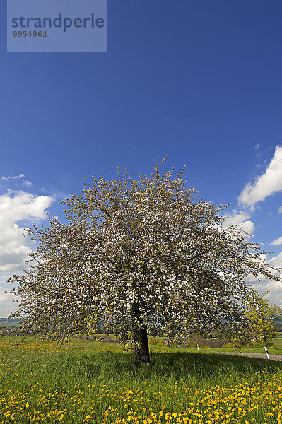 Europa blühen Baum Apfel Bayern Deutschland