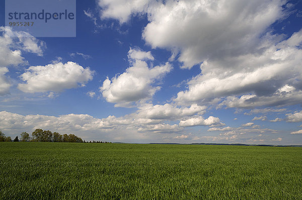 Junges Weizenfeld  Weichweizen (Triticum aestivum)  mit Wolkenhimmel  Mittelfranken  Bayern  Deutschland  Europa