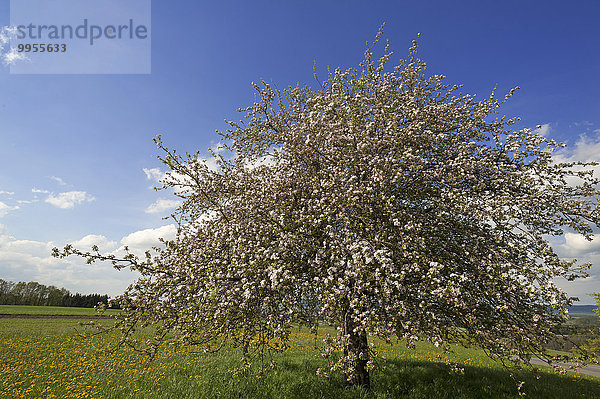 Europa blühen Baum Apfel Bayern Deutschland