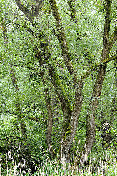 Weiden (Salix)  Baden-Württemberg  Deutschland  Europa