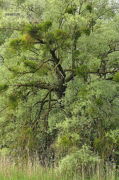 Weiden (Salix sp.) mit Misteln (Viscum sp.)  Baden-Württemberg  Deutschland  Europa