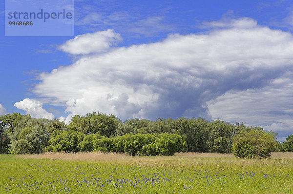 Weiden (Salix sp.) mit Misteln (Viscum sp.)  vorne eine Wiese mit Schwertlilien (Iris sp.)  Baden-Württemberg  Deutschland  Europa