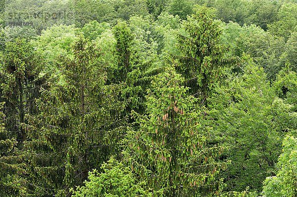 Luftaufnahme von einem Mischwald  Gemeine Fichte (Picea abies)  Rotbuche (Fagus sylvatica) und Vogel-Kirsche (Prunus avium)  Baden-Württemberg  Deutschland  Europa