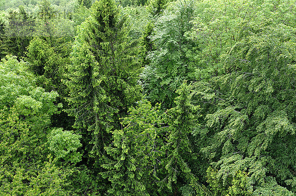 Luftaufnahme von einem Mischwald  Gemeine Fichte (Picea abies)  Rotbuche (Fagus sylvatica) und Vogel-Kirsche (Prunus avium)  Baden-Württemberg  Deutschland  Europa