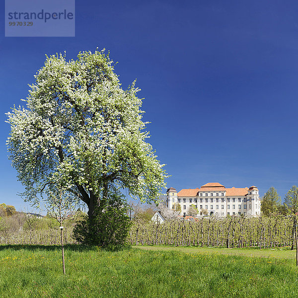 Obstbaumblüte am Neuen Schloss  Tettnang  Bodensee  Baden-Württemberg  Deutschland  Europa