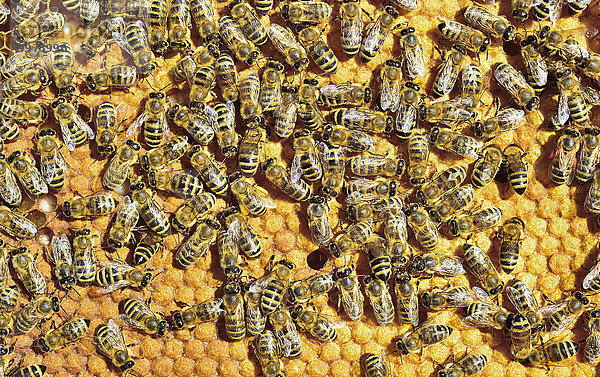 Europäische Honigbienen (Apis mellifera var. carnica) auf Wabe mit gedeckelten Brutzellen  Bayern  Deutschland  Europa