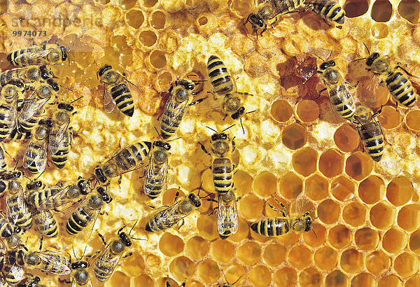 Europäische Honigbienen (Apis mellifera var. carnica) auf Wabe mit frischem Honig in Zellen  Bayern  Deutschland  Europa