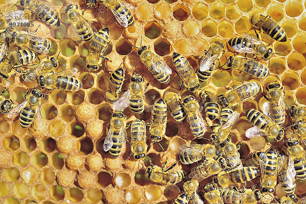 Europäische Honigbienen (Apis mellifera var. carnica) bei Brutfpflege auf Wabe mit Bienen Larven  Bayern  Deutschland  Europa