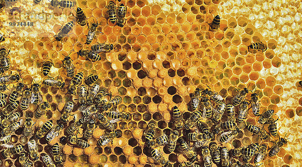 Europäische Honigbienen (Apis mellifera var. carnica) bei Brutpflege auf Wabe mit Bienenlarven  Bayern  Deutschland  Europa