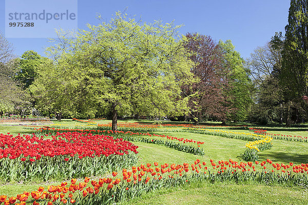 Tulpenblüte  Stadtpark  Lahr  Baden-Württemberg  Deutschland  Europa