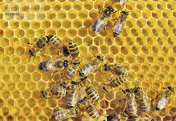 Europäische Honigbienen (Apis mellifera var. carnica) Arbeiterinnen und Drohne auf frisch ausgebauter Wabe  Bayern  Deutschland  Europa