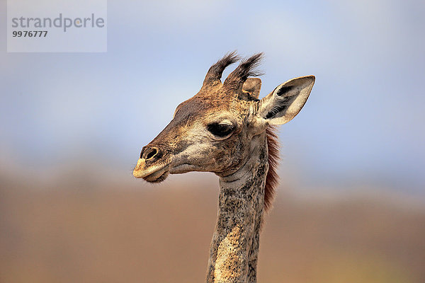 Kapgiraffe (Giraffa camelopardalis giraffa)  Portrait  Jungtier  Krüger Nationalpark  Südafrika