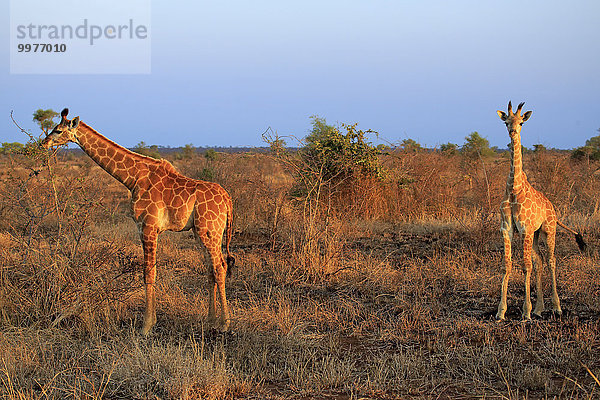 Kapgiraffe (Giraffa camelopardalis giraffa)  zwei Jungtiere  fressend  Krüger Nationalpark  Südafrika