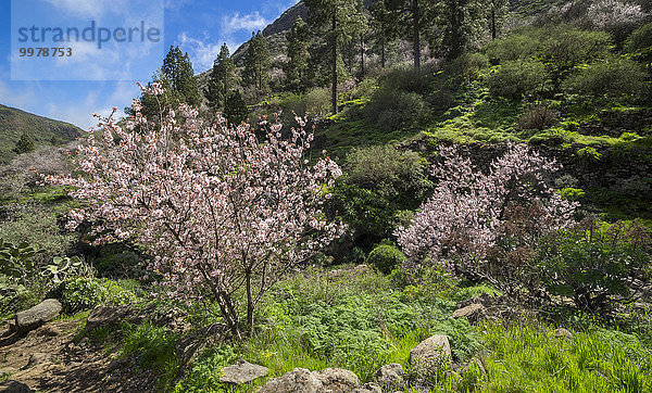 Blühende Mandelbäume (Prunus dulcis)  Barranco de Guayadeque  Schlucht nahe Agüimes  Gran Canaria  Kanaren  Spanien  Europa