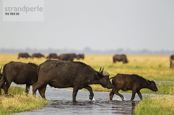 Kaffernbüffel (Syncerus caffer caffer)  Kuh mit Kalb überquert einen Strom  Savuti Marsh  Chobe-Nationalpark  Botswana  Afrika