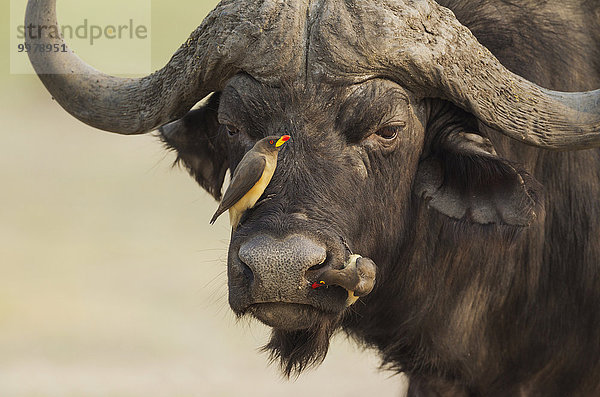 Kaffernbüffel  Steppenbüffel oder Schwarzbüffel (Syncerus caffer caffer)  Bulle sowohl mit einem Gelbschnabel-Madenhacker (Buphagus africanus)  links  als auch einem Rotschnabel-Madenhacker (Buphagus erythrorhynchus)  rechts  Chobe-Nationalpark  Botswana  Afrika