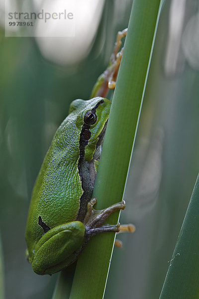 Europäischer Laubfrosch (Hyla arborea) auf Schilfblatt  Biosphärenreservat Mittlere Elbe  Sachsen-Anhalt  Deutschland  Europa