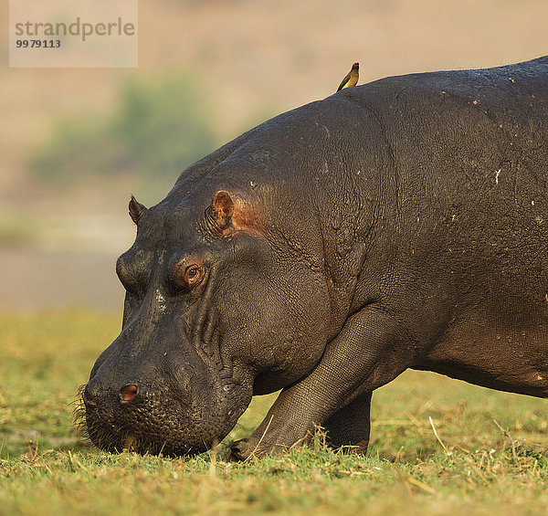 Flusspferd (Hippopotamus amphibius)  beim Weiden am Ufer des Chobe Flusses  mit einem Rotschnabel-Madenhacker (Buphagus erythrorhynchus) auf dem Rücken  Chobe-Nationalpark  Botswana  Afrika