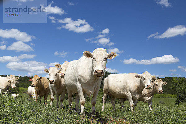 Charolais Rinderherde (Bos primigenius taurus) auf einer Weide  Graham  Texas  USA  Nordamerika