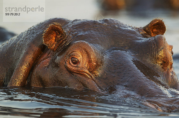 Flusspferd (Hippopotamus amphibius) im Wasser  Nahaufnahme  Chobe Fluss  Chobe-Nationalpark  Botswana  Afrika