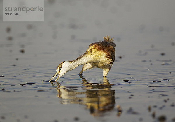 Afrikanisches Blatthühnchen (Actophilornis africanus)  Jungvogel im seichten Wasser in Ufernähe  Chobe Fluss  Chobe-Nationalpark  Botswana  Afrika