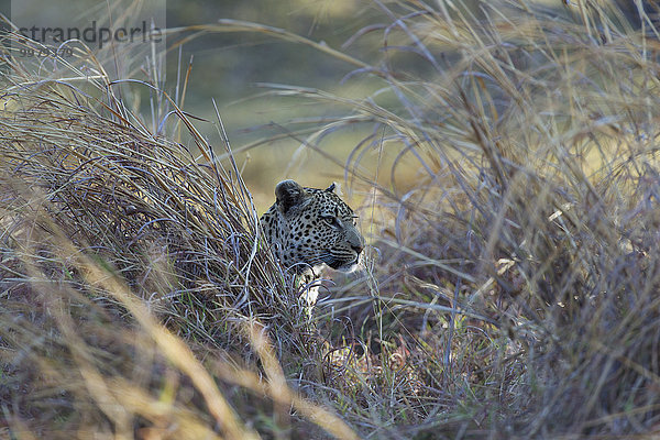 Leopard (Panthera pardus)  Okavango Delta  Moremi Wildreservat  Botswana  Afrika