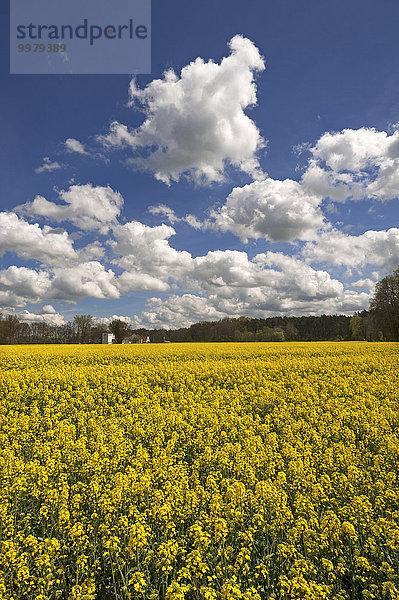 Blühendes Rapsfeld (Brassica napus) mit Wolkenhimmel  hinten die Langenbruckermühle  Uttenreuth  Mittelfranken  Bayern  Deutschland  Europa