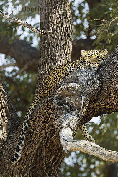 Leopard (Panthera pardus)  Weibchen  auf einem Baum ruhend  Savuti  Chobe-Nationalpark  Botswana  Afrika