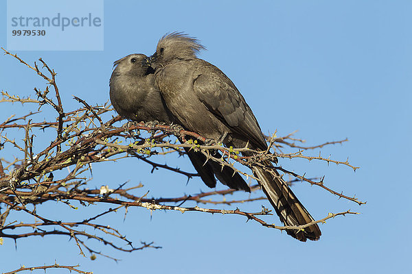 Graue Lärmvögel (Corythaixoides concolor)  Paar  Okavango Delta  Moremi Wildreservat  Botswana  Afrika