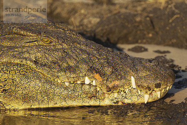 Nilkrokodil (Crocodylus niloticus)  Portrait  beim Aufwärmen am Ufer des Chobe Flusses  Chobe-Nationalpark  Botswana  Afrika