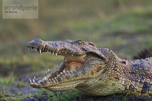 Nilkrokodil (Crocodylus niloticus)  beim Aufwärmen am Ufer des Chobe Flusses  mit geöffnetem Maul der Regulierung der Körpertemperatur  Chobe-Nationalpark  Botswana  Afrika
