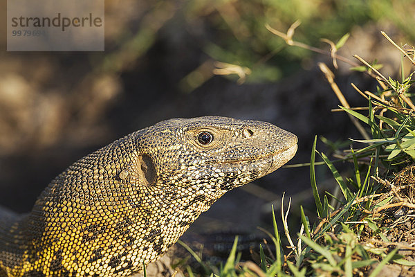 Nilwaran (Varanus niloticus)  am Ufer des Chobe Flusses  Chobe-Nationalpark  Botswana  Afrika