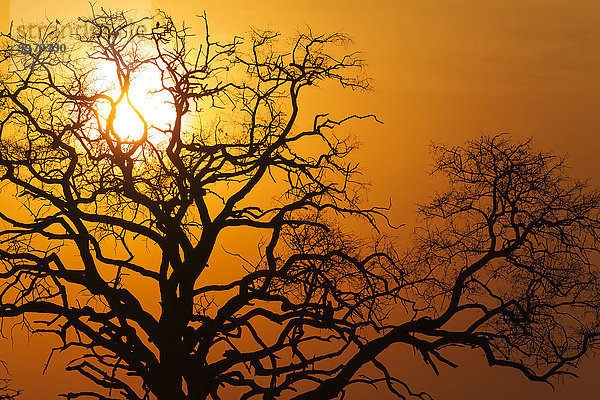 Sonnenuntergang im Chobe-Nationalpark  Botswana  Afrika