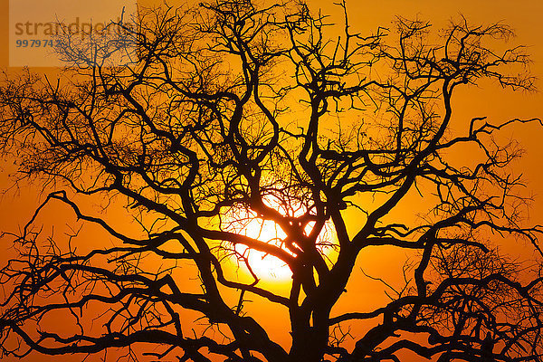 Sonnenuntergang im Chobe-Nationalpark  Botswana  Afrika