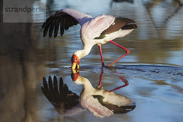 Nimmersatt (Mycteria ibis)  bei der Jagd in einem Teich mit einem geöffneten Flügel  um das Gleichgewicht zu halten  Okavango Delta  Moremi Wildreservat  Botswana  Afrika