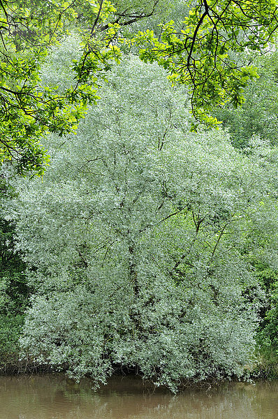 Silber-Weide (Salix alba) am Flussufer des Flusses Schussen  Baden-Württemberg  Deutschland  Europa