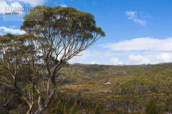 Landschaft im Mount-Field-Nationalpark  Tasmanien