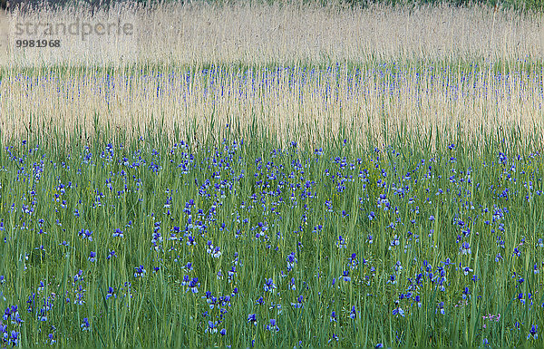 Sibirische Schwertlilien (Iris sibirica) in Blüte  Eriskircher Ried  Eriskirch  Bayern  Deutschland  Europa