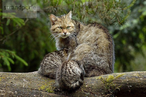 Europäische Wildkatze oder Waldkatze (Felis silvestris silvestris) stillt ihre Jungen  Langenberg  Langnau  Schweiz  Europa