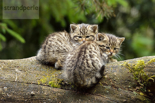 Junge Europäische Wildkatzen oder Waldkatzen (Felis silvestris silvestris)  Langenberg  Langnau  Schweiz  Europa
