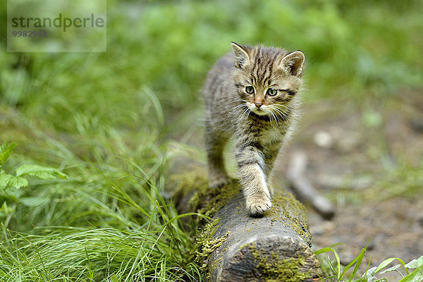 Junge Europäische Wildkatze oder Waldkatze (Felis silvestris silvestris) läuft über Baumstamm  Langenberg  Langnau  Schweiz  Europa