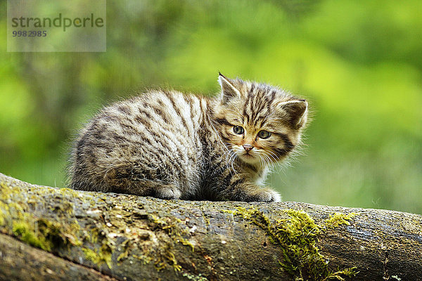 Junge Europäische Wildkatze oder Waldkatze (Felis silvestris silvestris)  Langenberg  Langnau  Schweiz  Europa