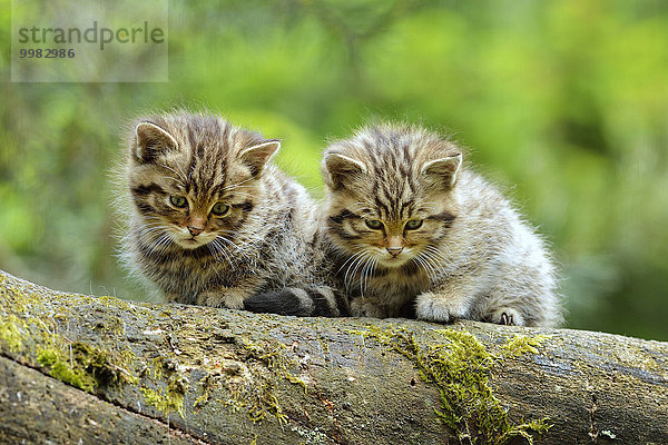 Junge Europäische Wildkatze oder Waldkatze (Felis silvestris silvestris)  Langenberg  Langnau  Schweiz  Europa